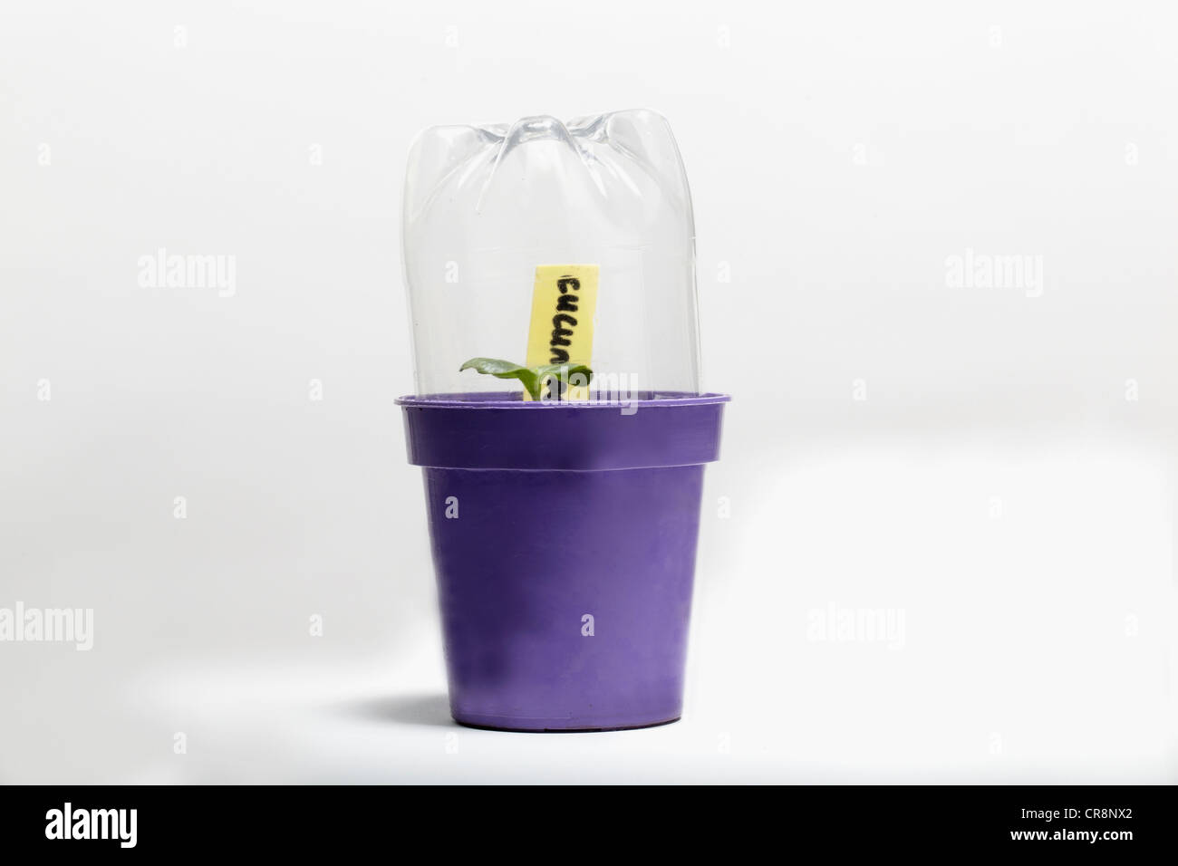Seedling growing under plastic bottle Stock Photo Alamy