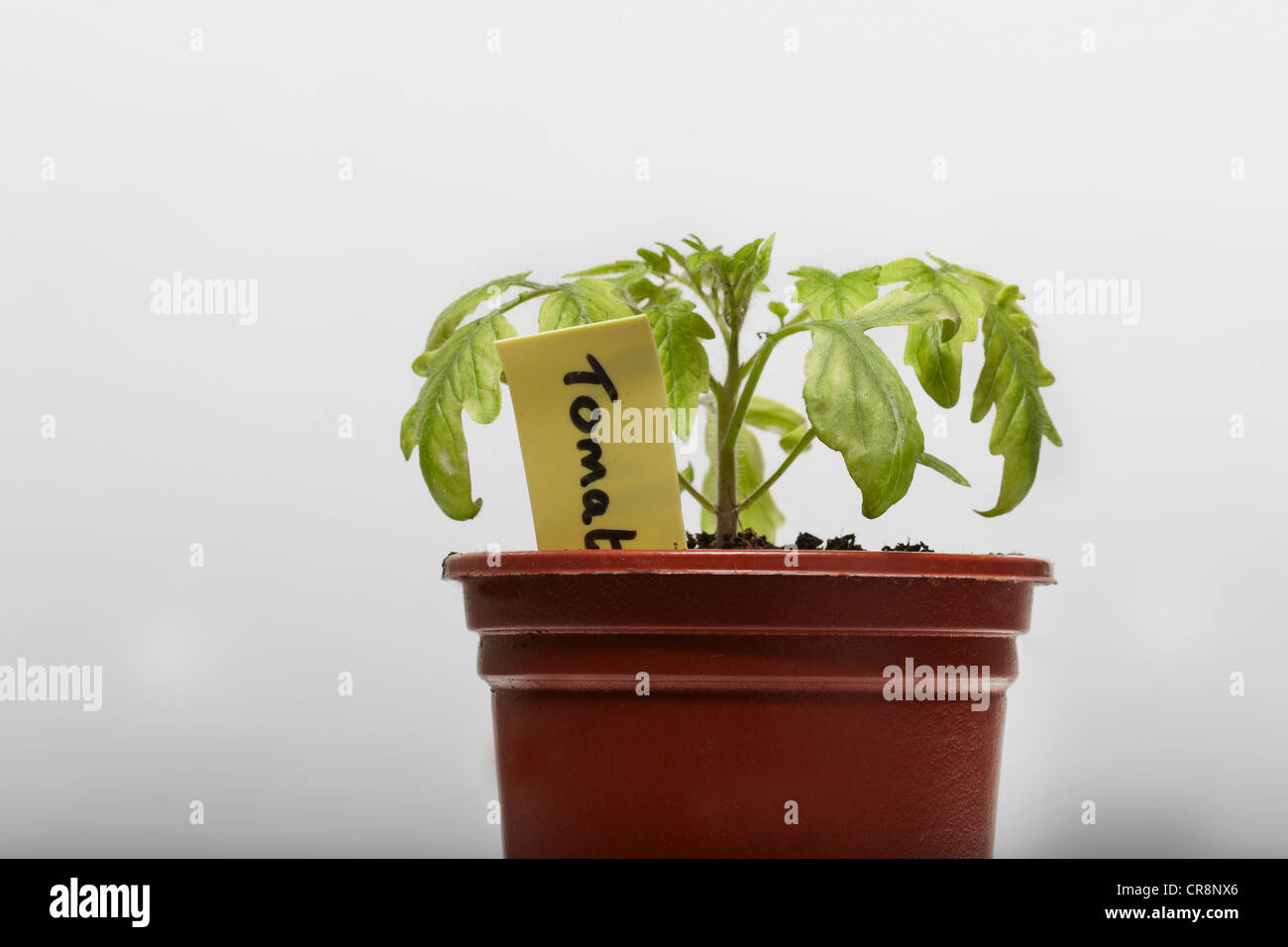 Tomato plant growing in flower pot Stock Photo