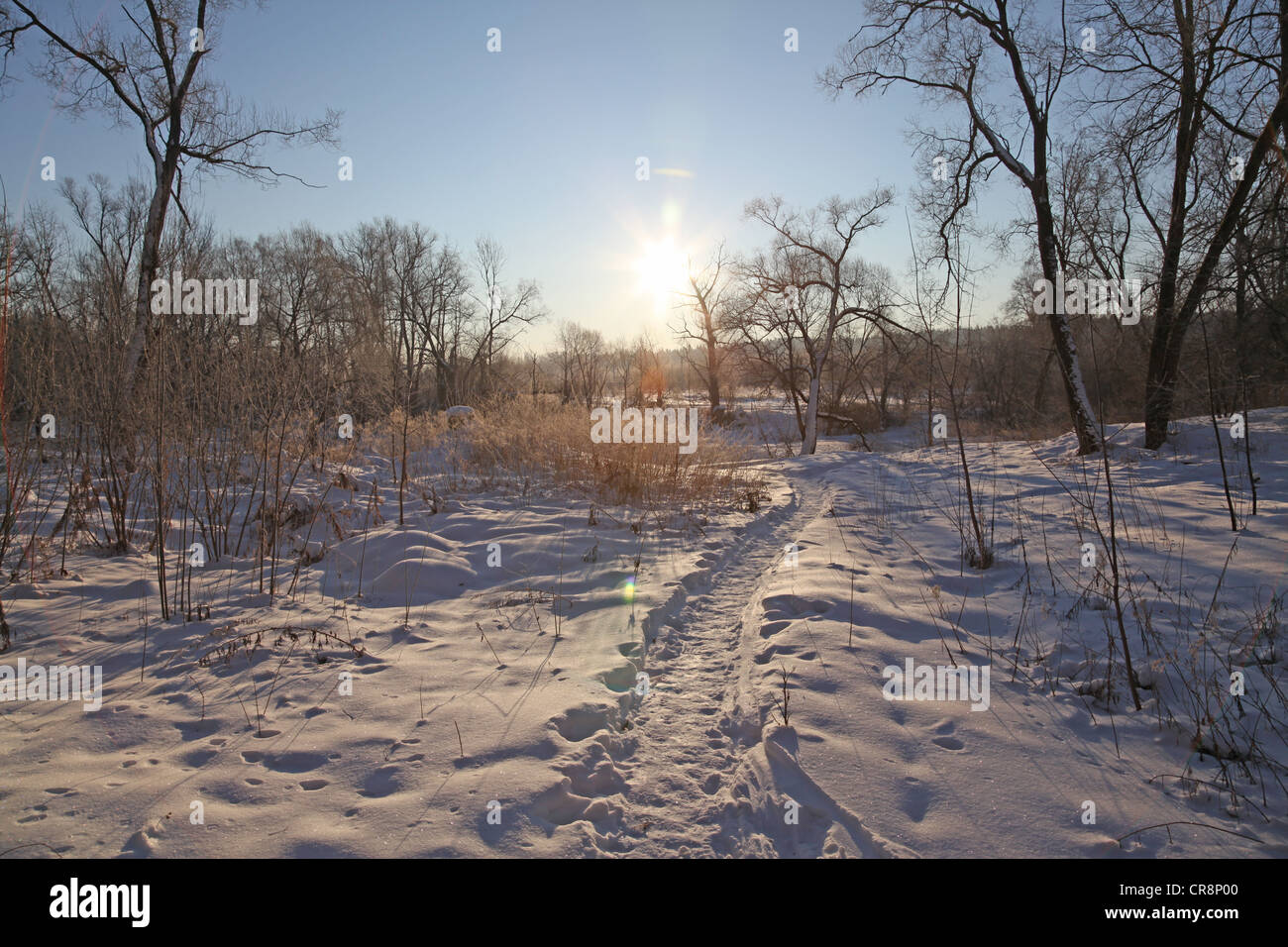 Russian winter in Moscow region Stock Photo