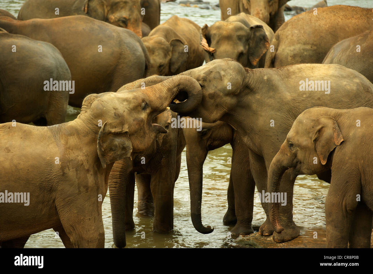 Elephants bathing, Elephant Orphanage, Pinnawala, Sri Lanka Stock Photo