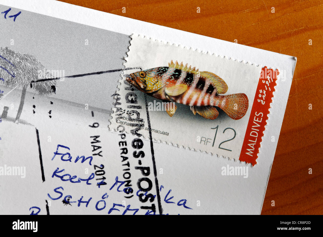 Stamped postage stamp with Sixspot grouper (Cephalopholis sexmaculata) from the Maldives on a postcard Stock Photo