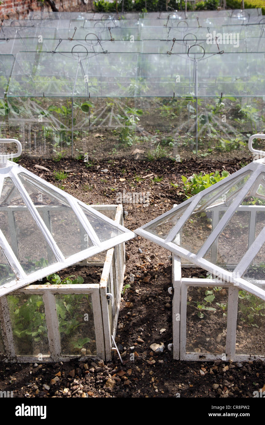 cold frames used in walled garden in stately home for growing salads