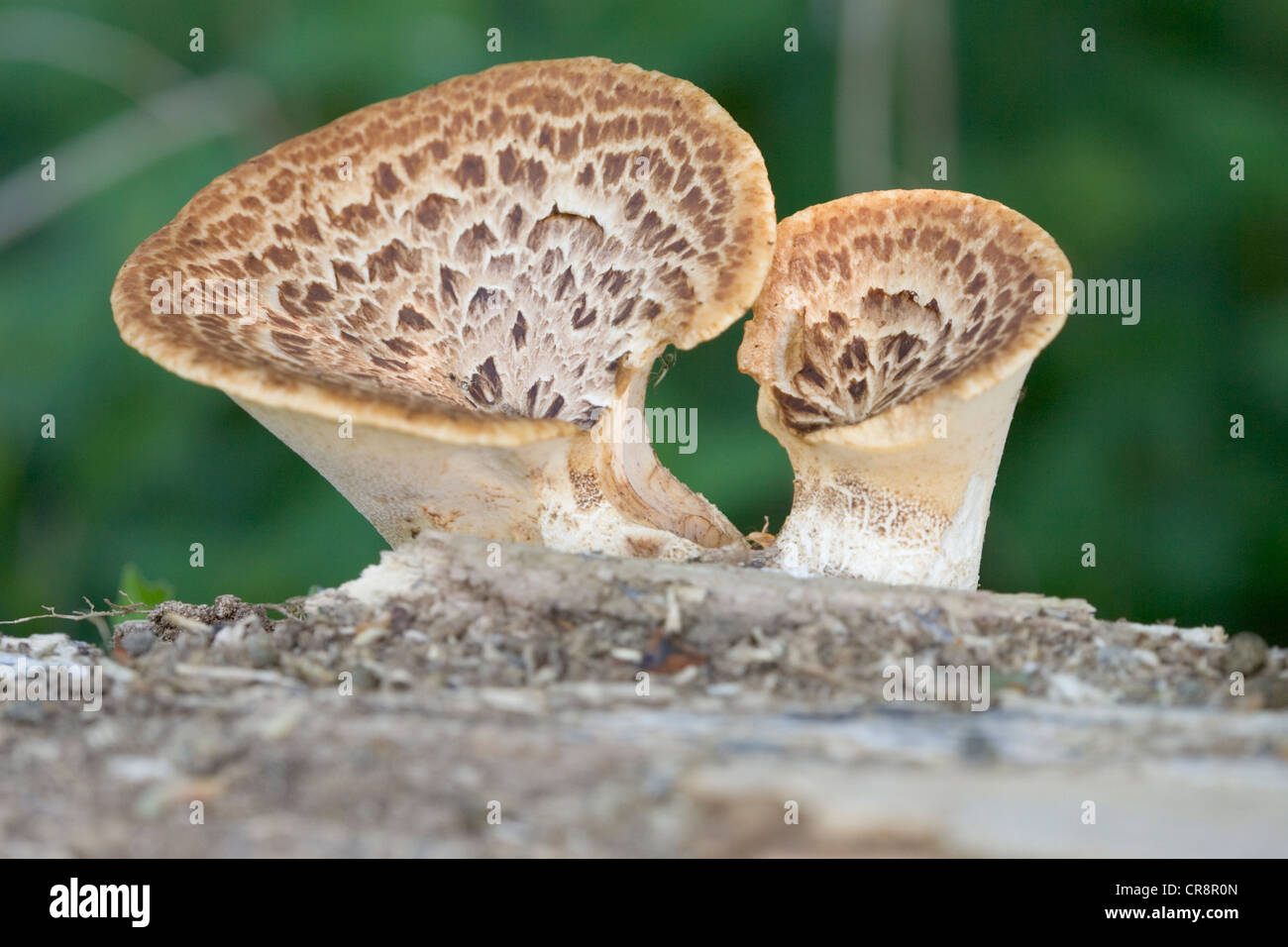 Dryad’s saddle, Polyporus squamosus growing on dead trunk of a broad leaf tree. Berkshire, UK. Stock Photo