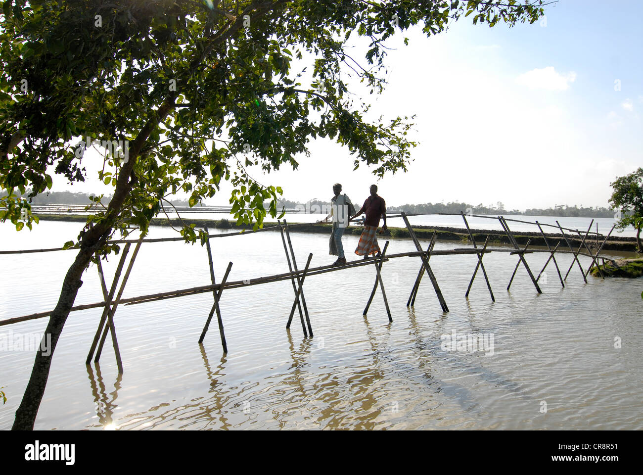 South asia Bangladesh , people crossing the bamboo rod bridge in shrimp farm near Khulna Stock Photo