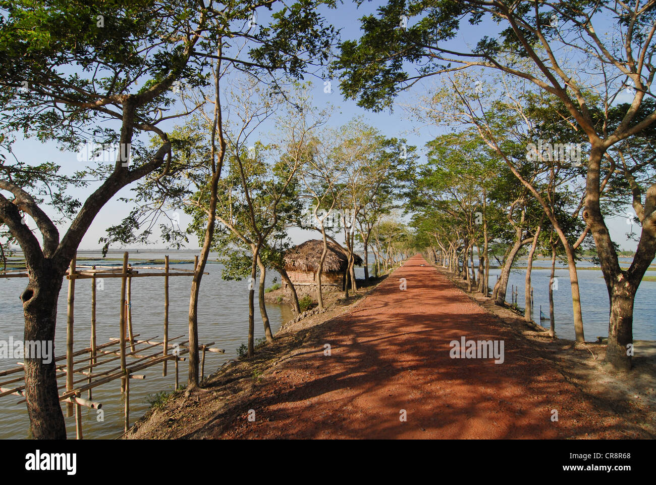 Bangladesh, Sathkira District, village Vacotmari, dyke and road between shrimps farms Stock Photo