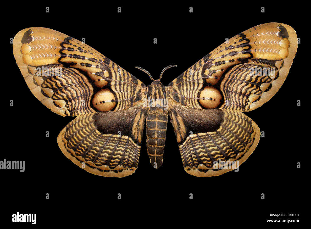 Owl Moth Brahmaea sp. Stock Photo