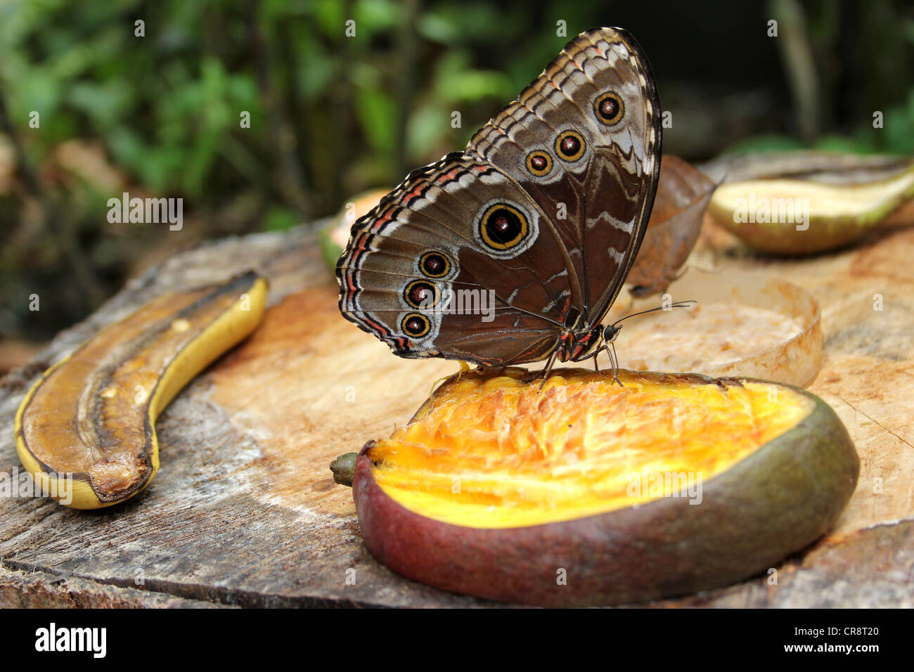 Blue morpho butterfly wing hires stock photography and images Alamy