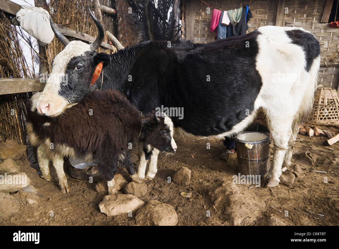 Yak cow and calf during milking, Sandakphu, Singalila Ridge, West Bengal, India, Asia Stock Photo