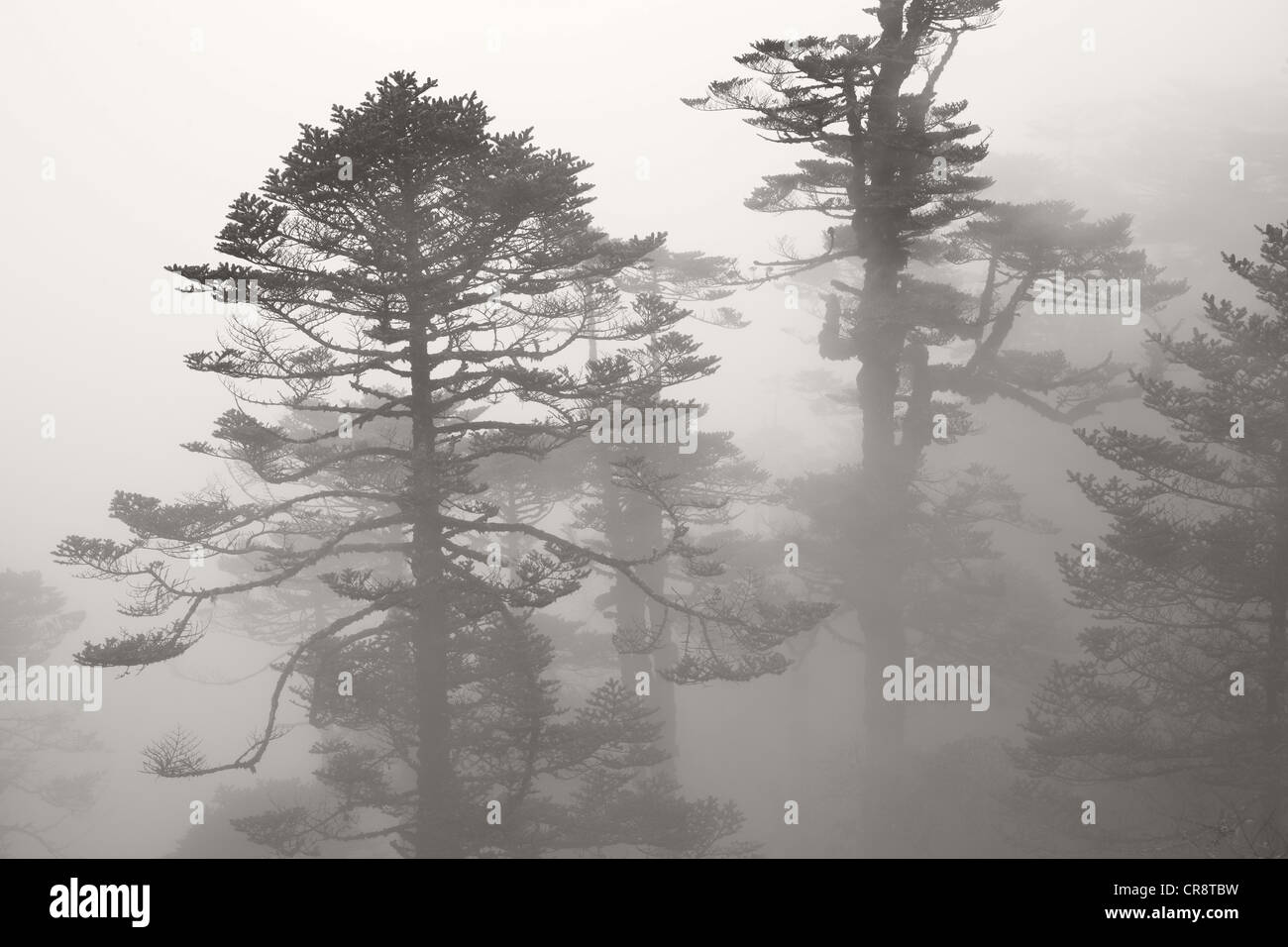 Pine trees in the mist on the Singalila Trek, Singalila Ridge, near Darjeeling, West Bengal, India, Asia Stock Photo