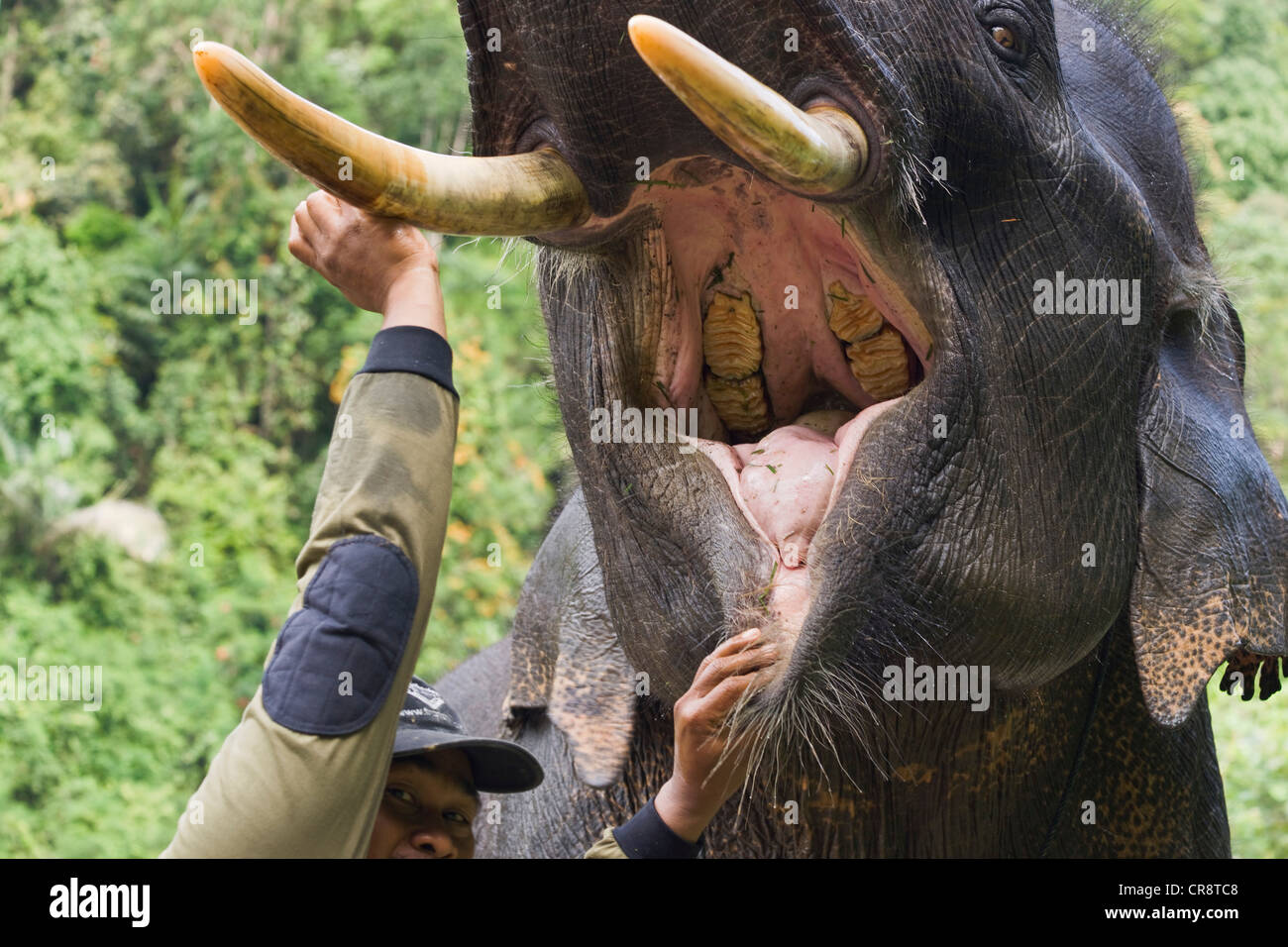 Asian elephant (Elephas maximus) with its mouth being held open by a mahout, Tangkahan, on the border of Gunung Leuser National Stock Photo