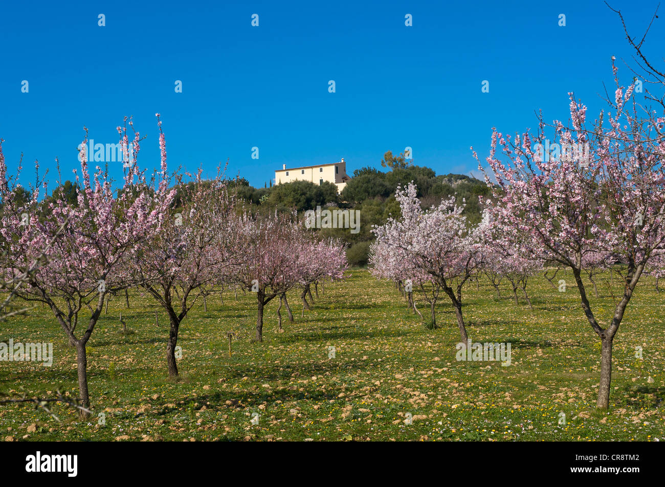 Flowering almond tree plantation in Alaro, Tramuntana on Majorca, Balearic Islands, Spain, Europe Stock Photo