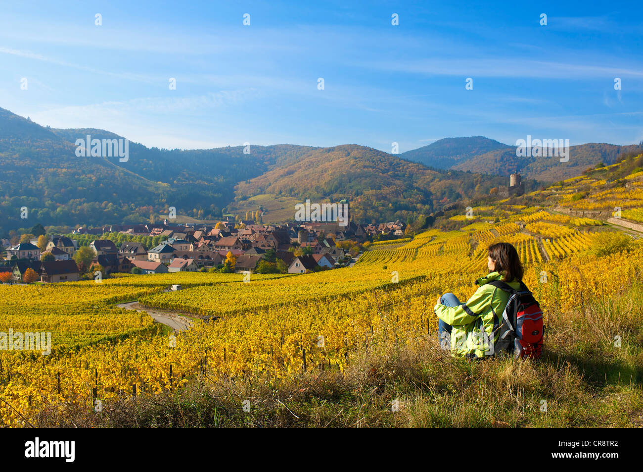 Autumnal vineyards of Thann, Alsace, France, Europe Stock Photo