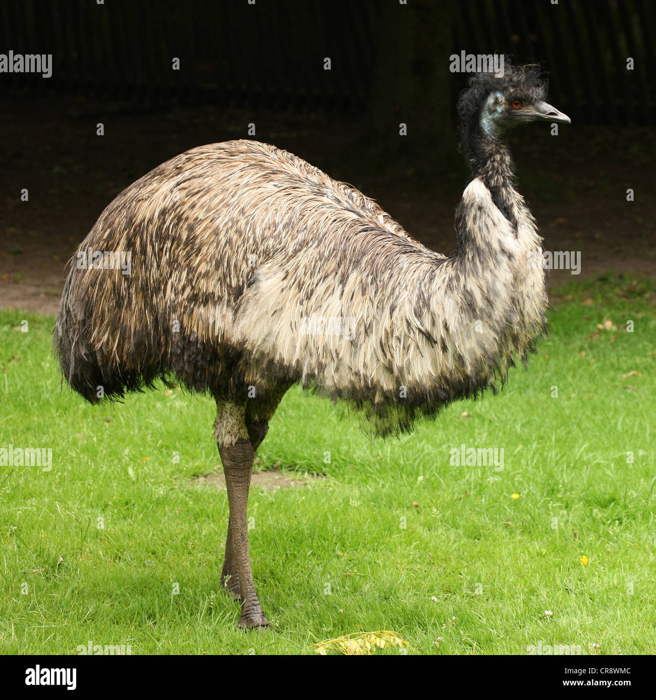 Portrait of an Emu Stock Photo