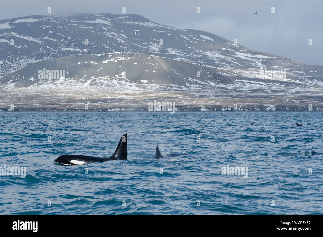 Killer whale (Orcinus orca) off the west coast, Grundarfjoerður, Snæfellsnes, Iceland, Europe Stock Photo
