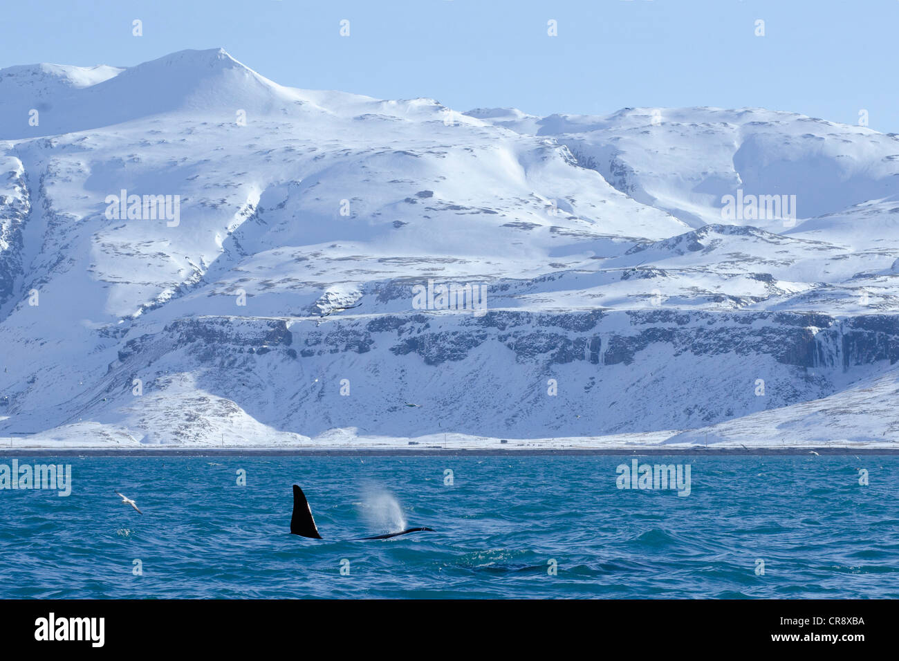 A male killer whale (Orcinus orca) off the west coast, Grundarfjoerður, Snæfellsnes, Iceland, Europe Stock Photo