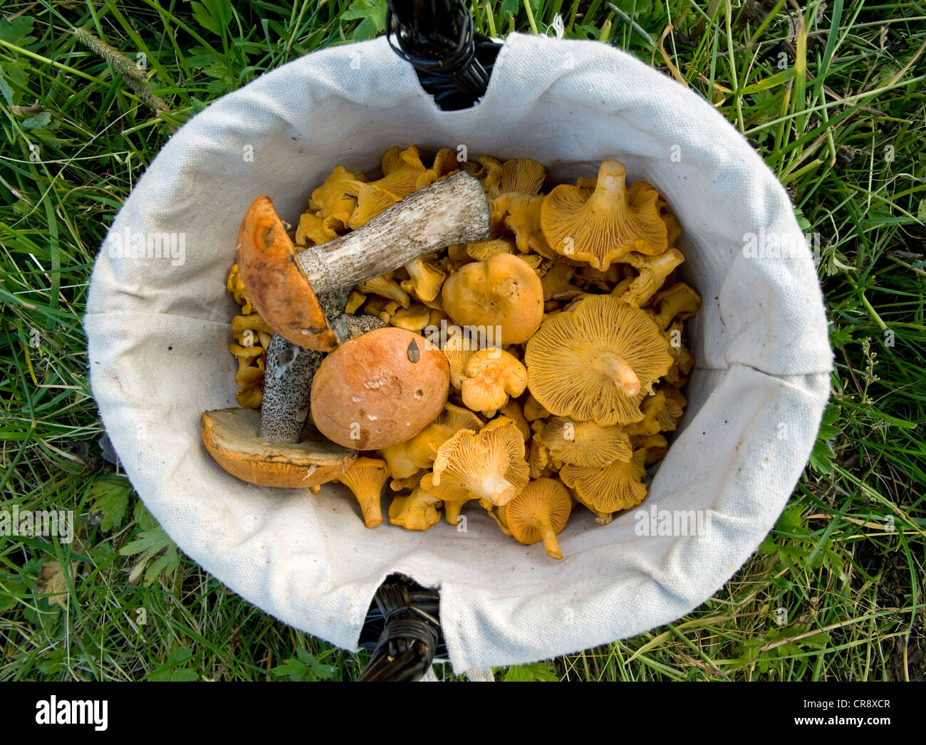Girolle golden cantharellus mushroom girolles chanterelles orange
