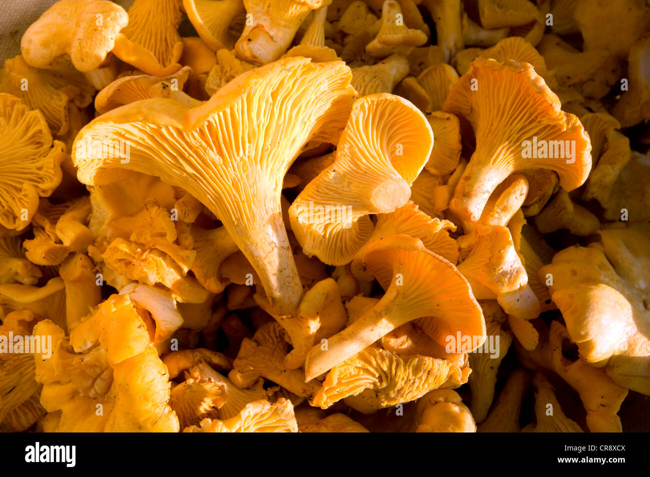 Harvested Chanterelles (Cantharellus cibarius), Finnmark, Norway