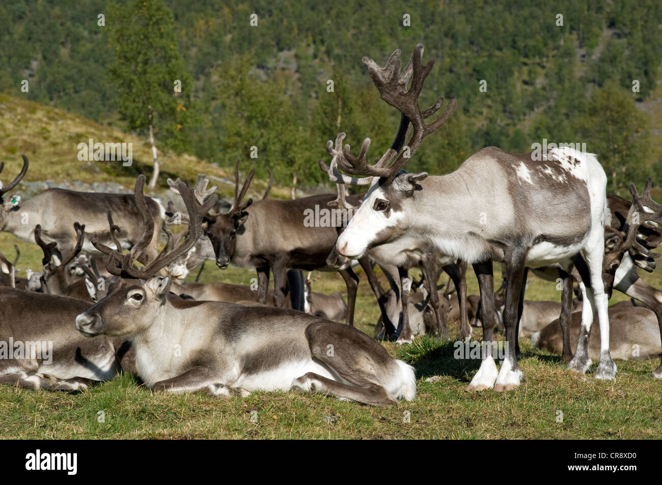 Domesticated spotted reindeer (Rangifer tarandus), farm animal of the Sami, Finnmark, Norway, Europe Stock Photo