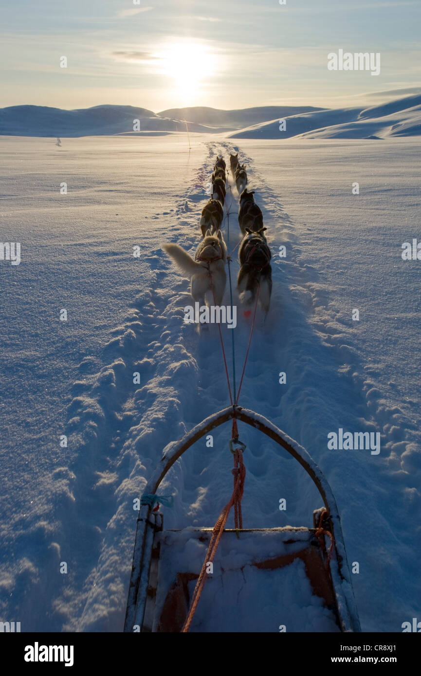 Sled dog team, Alaskan Huskies during daily training for the Finnmarksløpet sled dog race, Finnmarksvidda plateau, Finnmark Stock Photo