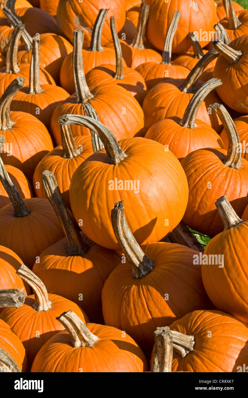 Pumpkins for sale, farm stand, Eden, Vermont, USA Stock Photo Alamy