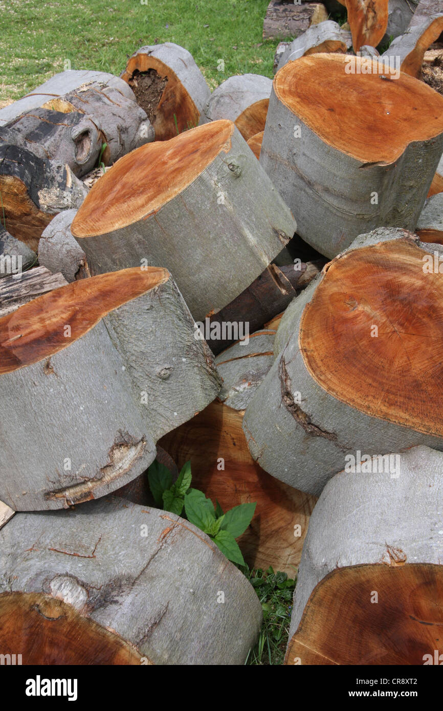 Pile of cut logs Stock Photo