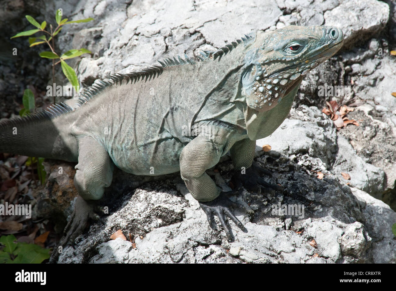 Cayman islands iguana hi-res stock photography and images - Alamy