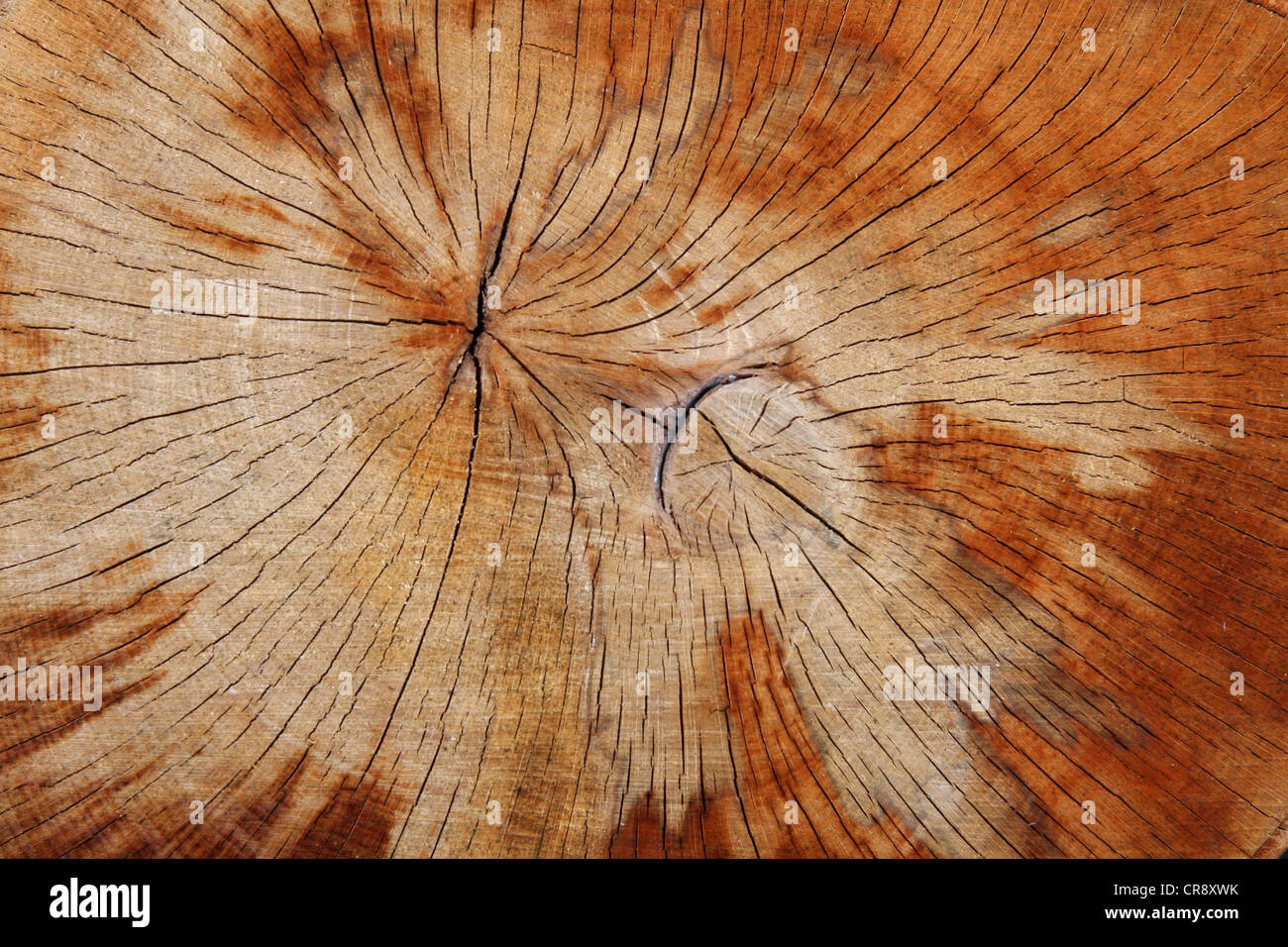 Cut tree showing rings Stock Photo Alamy