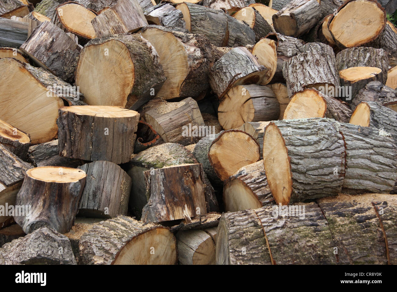 Pile of cut logs Stock Photo