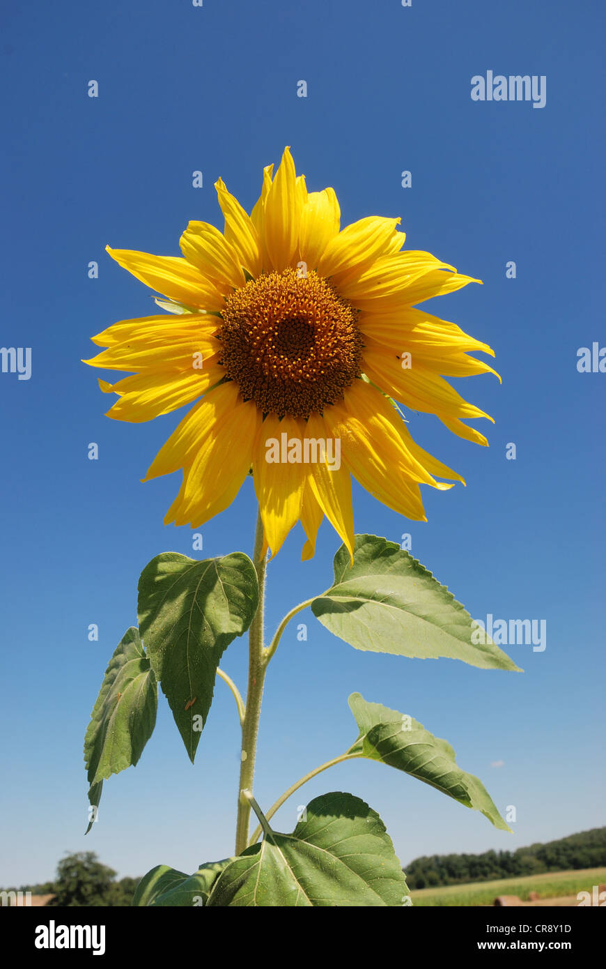 sun flower field Stock Photo
