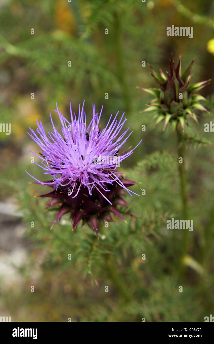 Insects feed on a purple thistle in Portugal. This the milk thistle (Silybum Adans) Stock Photo