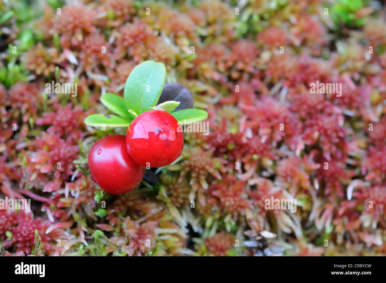 Cranberries (Vaccinium vitis-idaea) on moss, Ringebufjellet, Norway, Europe Stock Photo