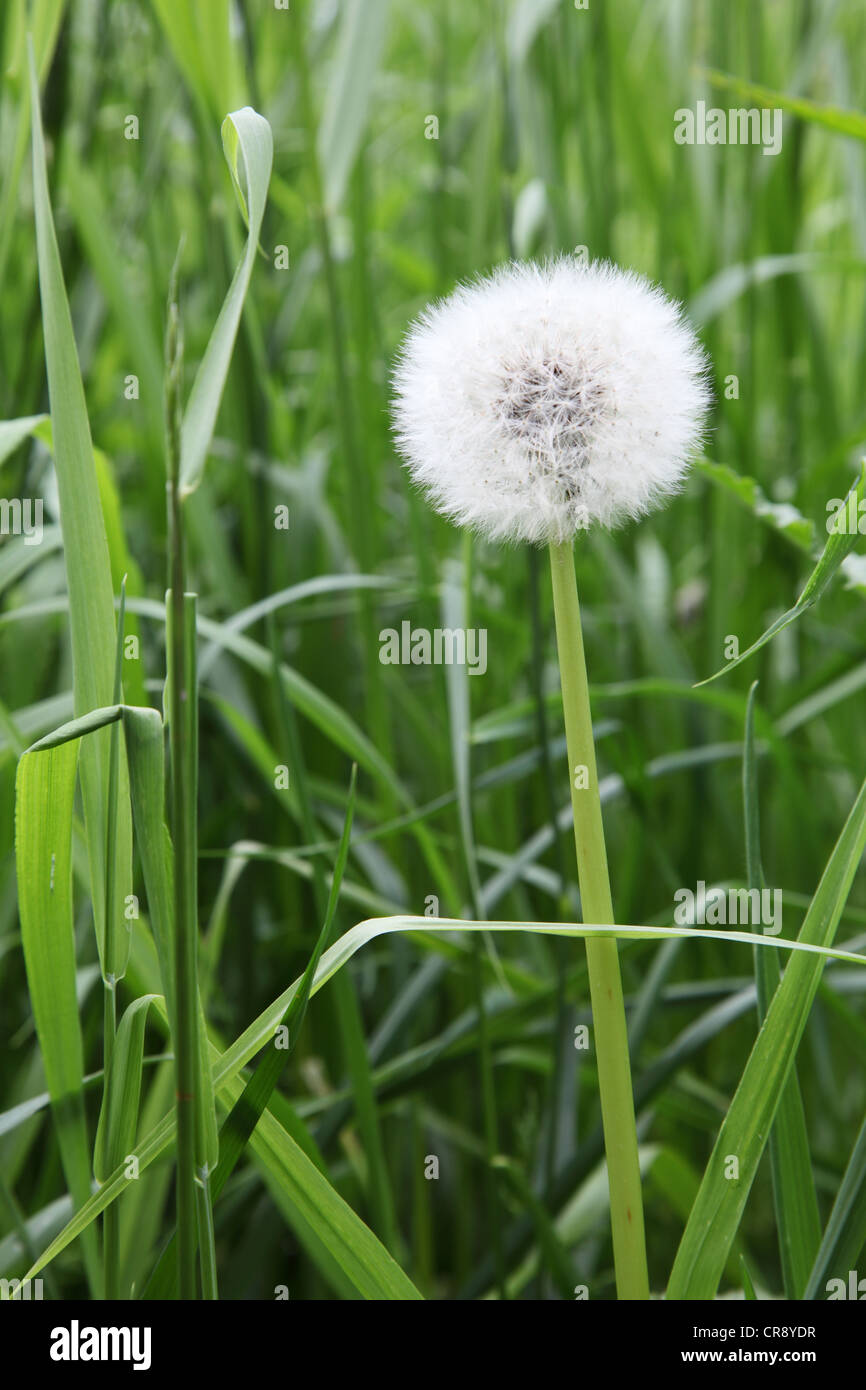 Dandelion seed head amongst grasses Stock Photo