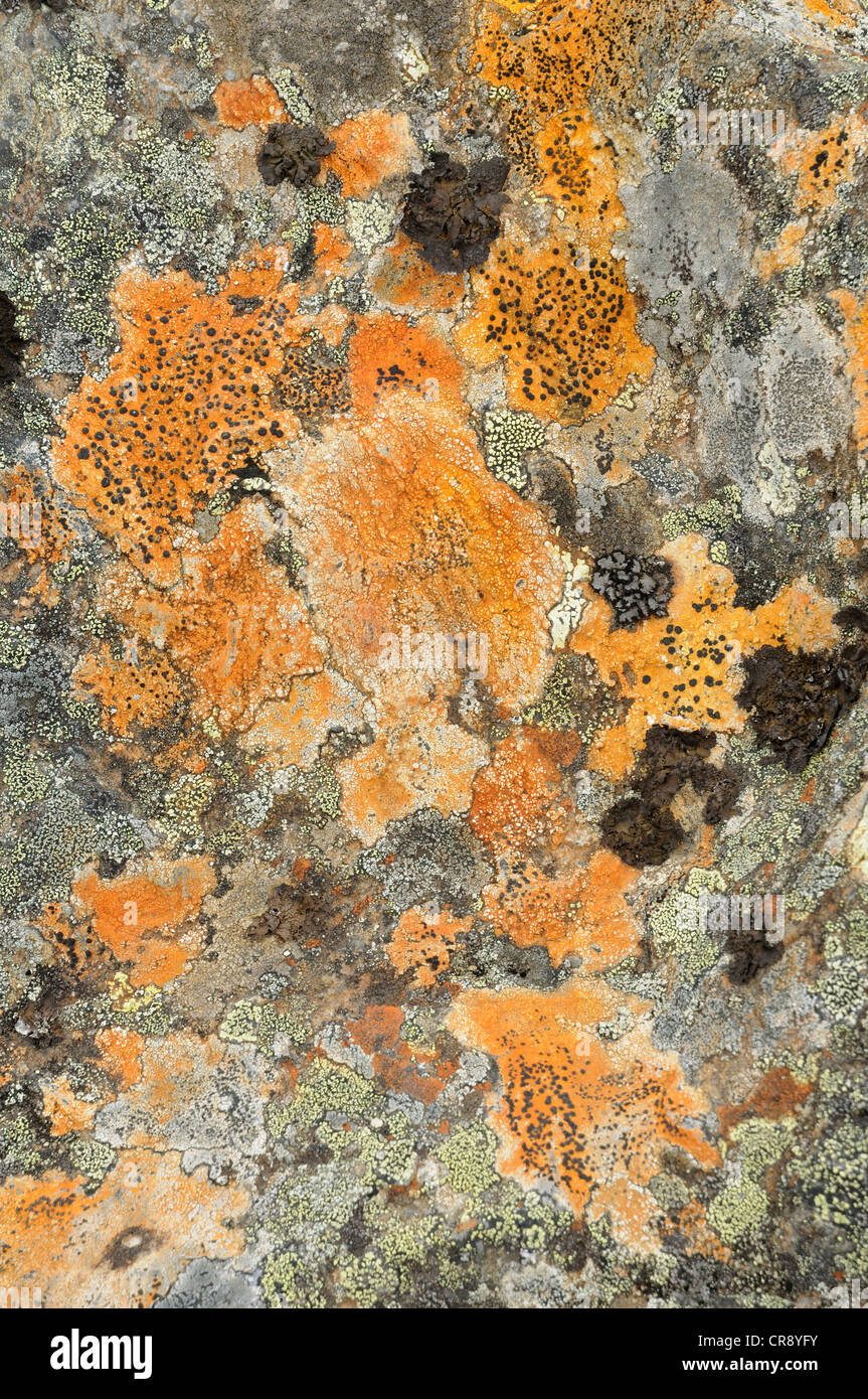Dark green mix lichen, moss, scenic textures, 646074180226