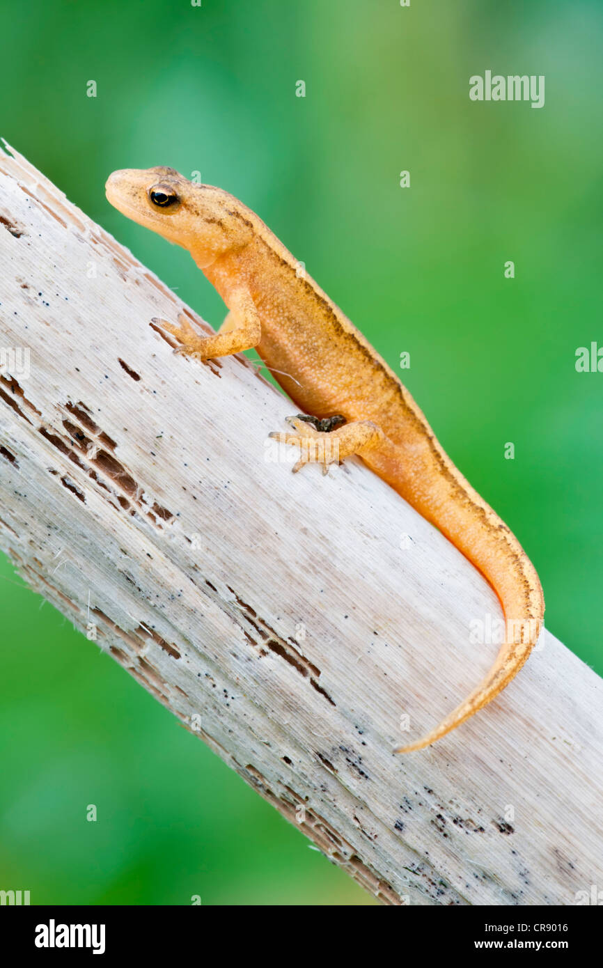 Smooth newt resting on reed stem Stock Photo