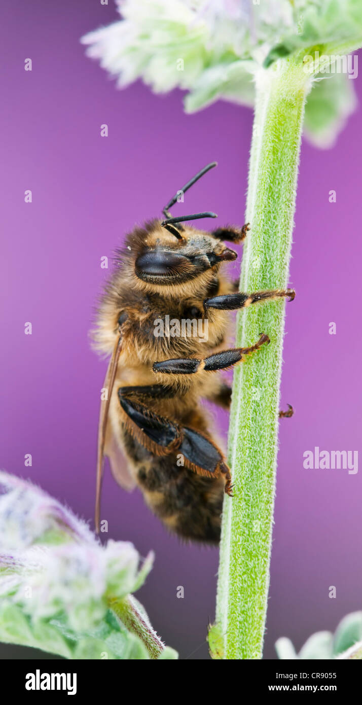 Honey Bee clinging onto plant stem Stock Photo