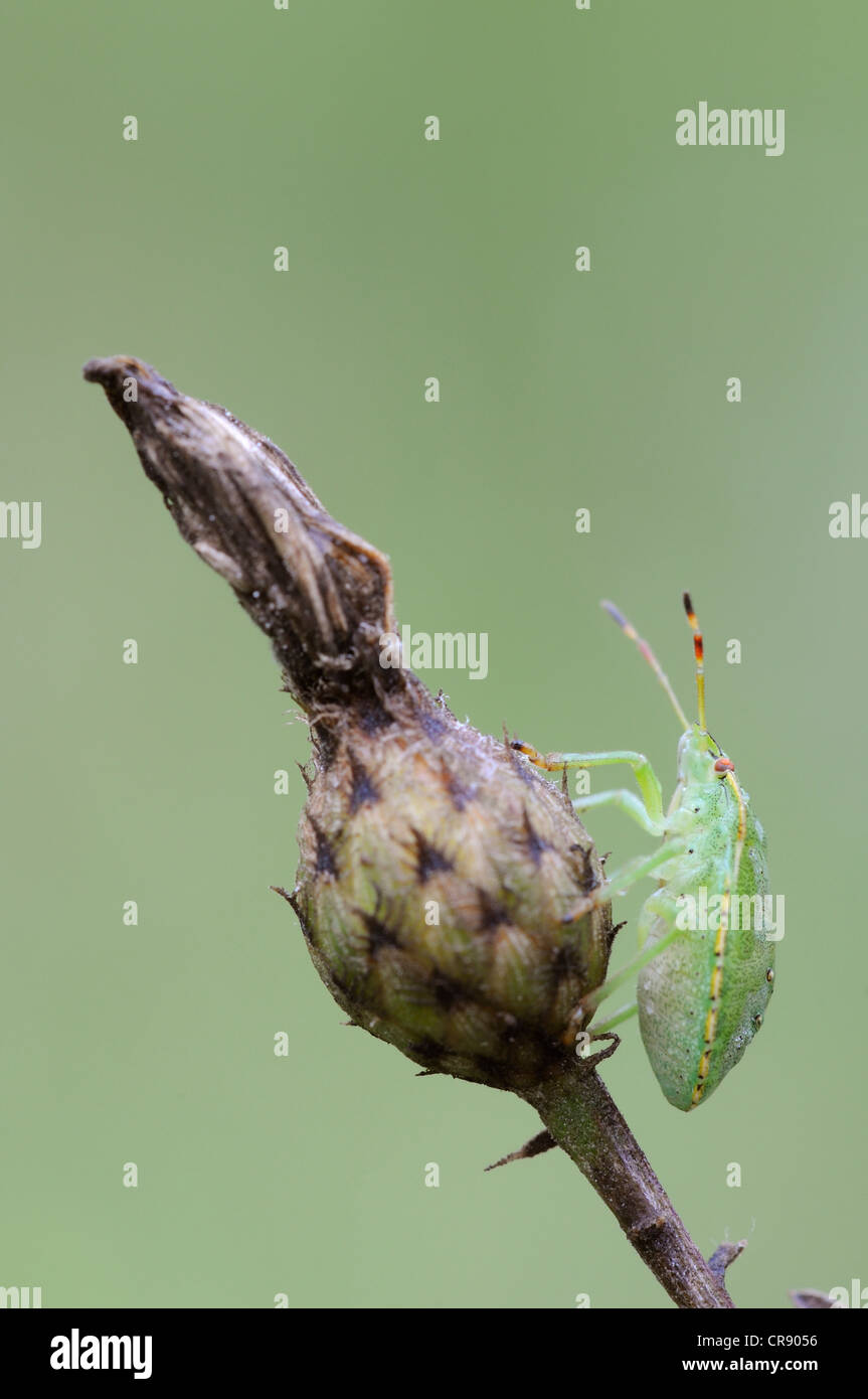 Green shieldbug (Palomena prasina), larval stage, Middle Elbe Biosphere Reserve, Central Elbe region, Saxony-Anhalt Stock Photo