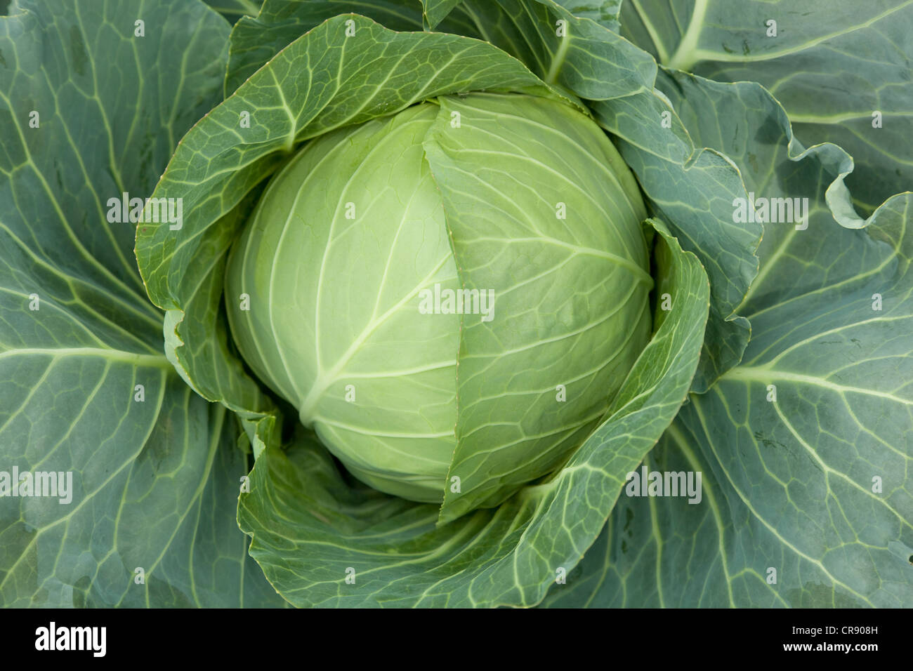 big white head cabbage grow on field Stock Photo