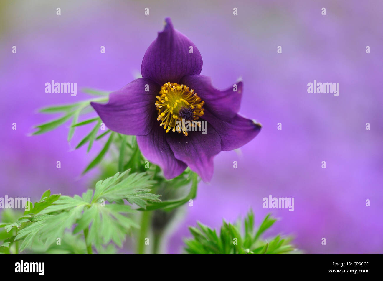 A purple pulsatilla anemone UK Stock Photo