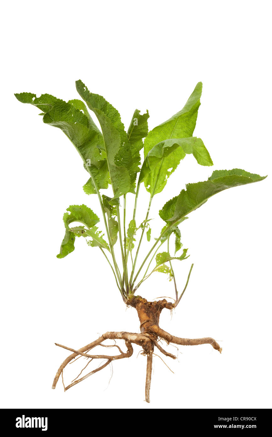 Fresh root horseradish and leaf on white background Stock Photo