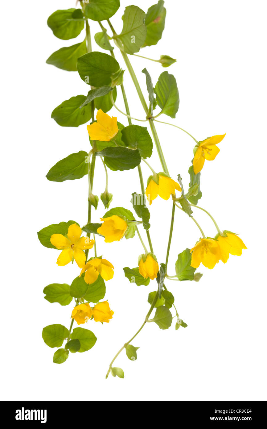 yellow flower (Lysimachia nummularia) on white background Stock Photo