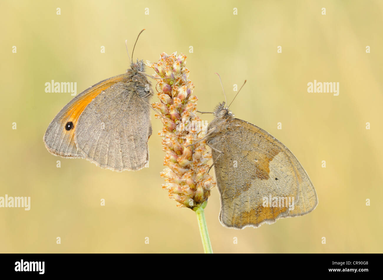 Meadow Brown butterflies (Maniola jurtina), Middle Elbe Biosphere Reserve, Dessau, Germany, Europe Stock Photo