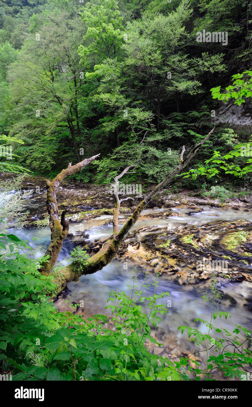 Watercourse of the Radovna River, Vintgar Gorge, Slovenia, Europe Stock Photo