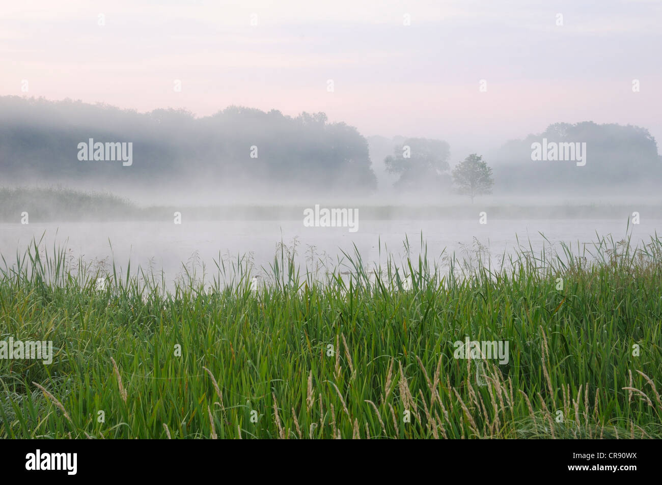 Morning atmosphere with fog, Elbe floodplain near Dessau, Saxony-Anhalt, Germany, Europe Stock Photo