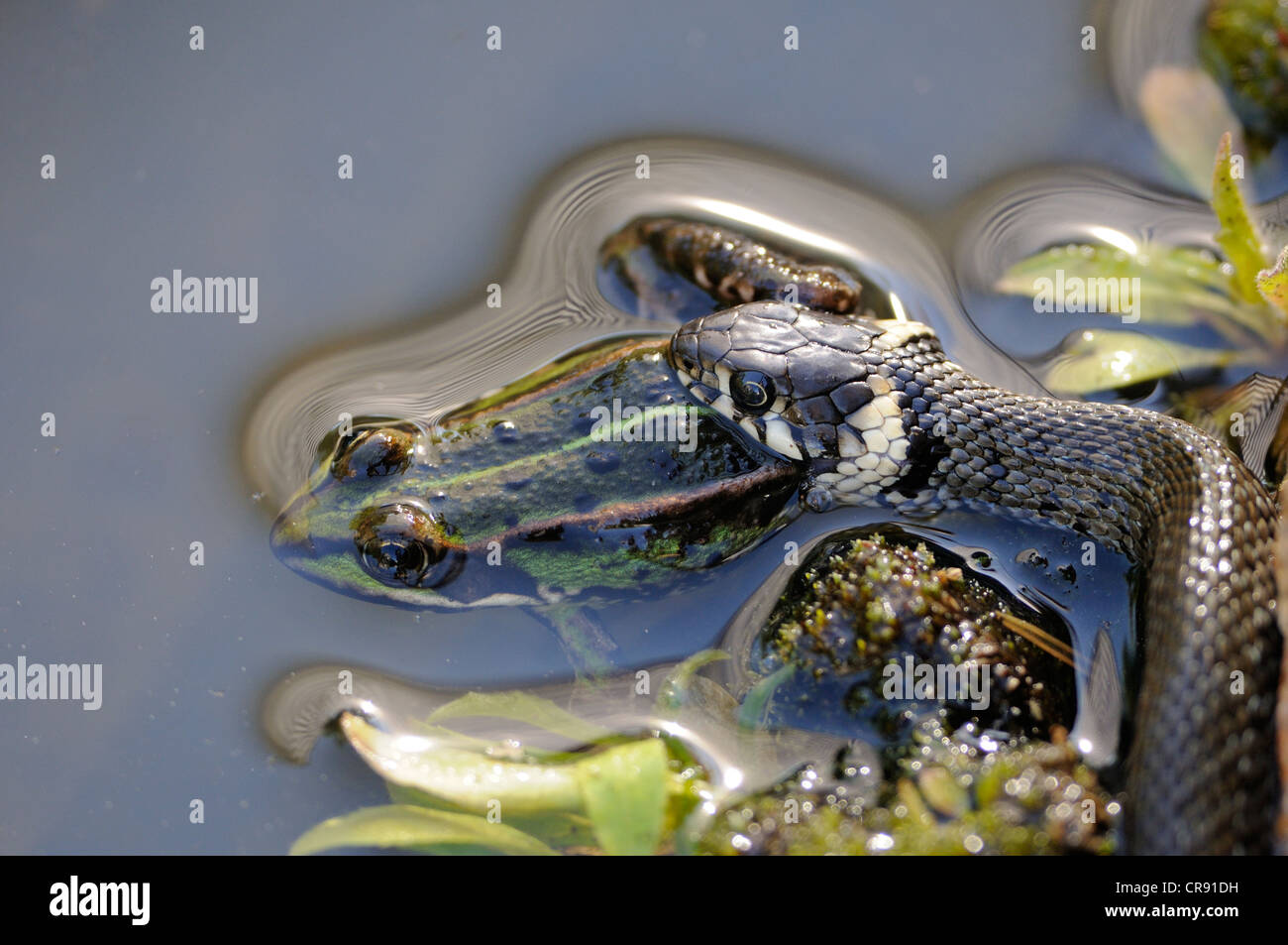 Grass snake (Natrix natrix) capturing Edible frog (Pelophylax esculentus) Stock Photo