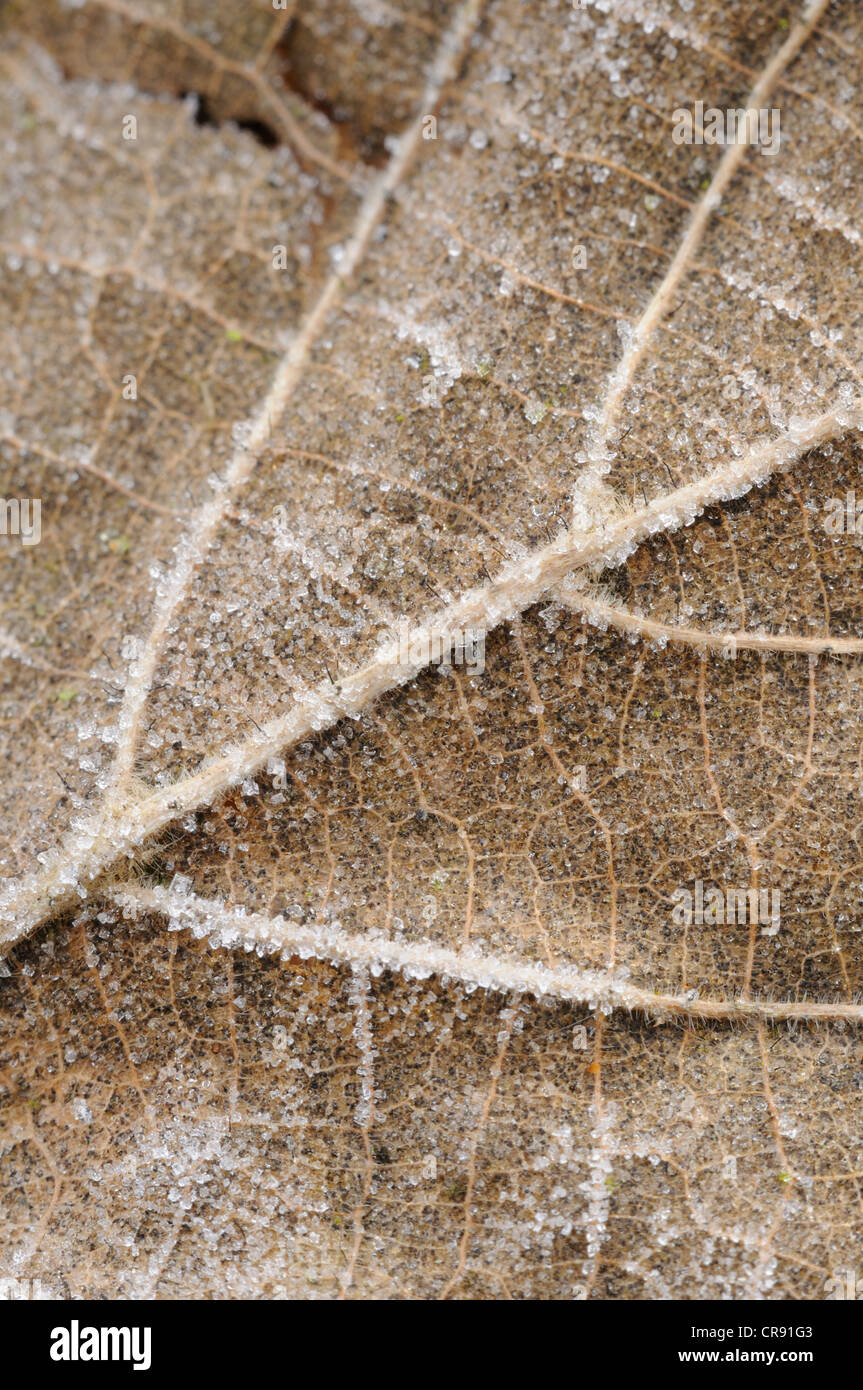 Leaf with hoar hi-res stock photography and images - Alamy