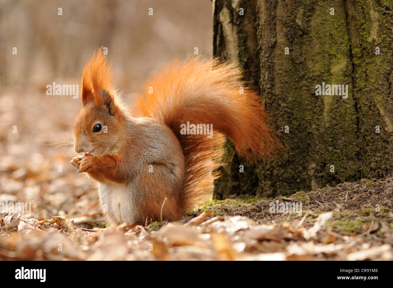 Squirrel (Sciurus vulgaris) Stock Photo