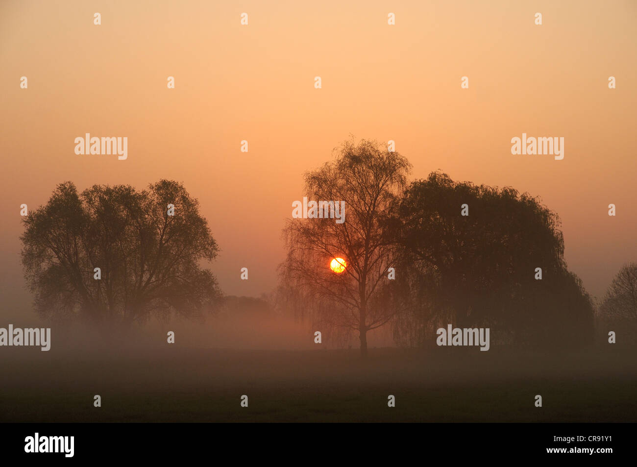 Tree silhouettes against the rising sun, Saxony-Anhalt, Germany, Europe Stock Photo