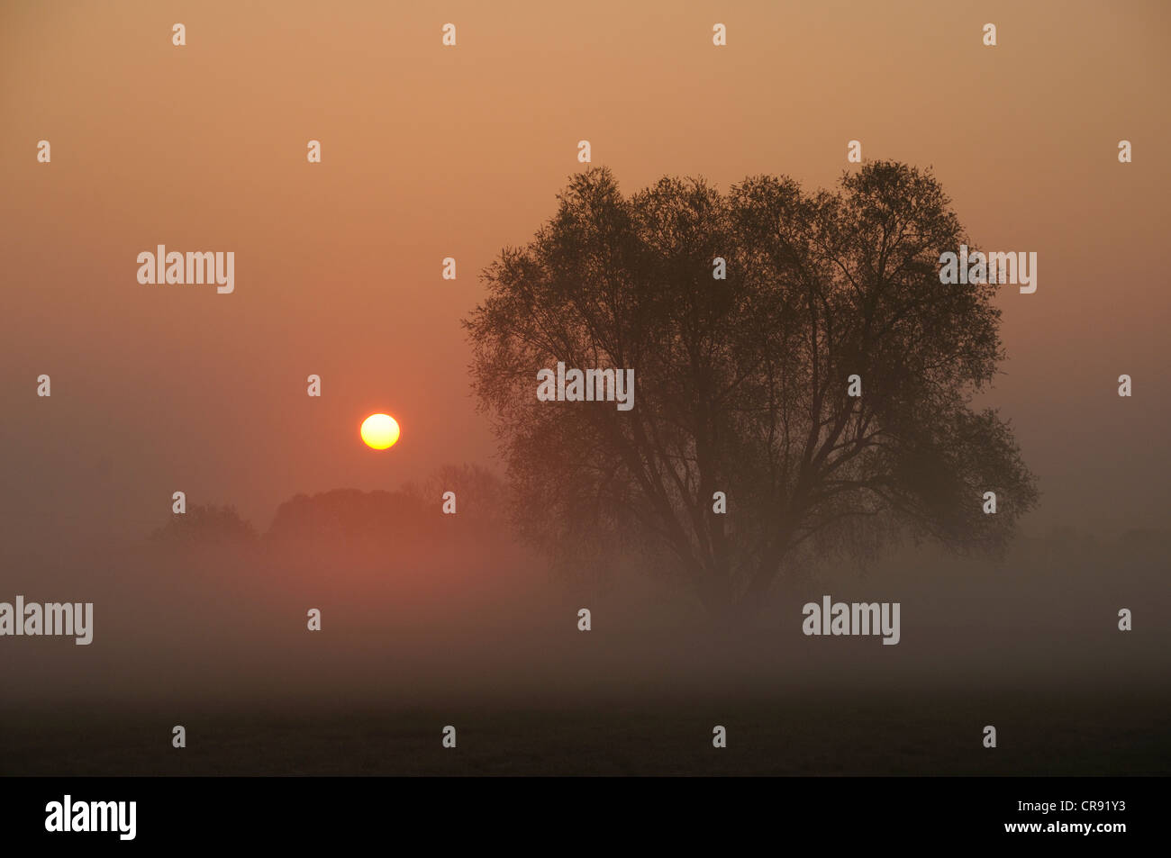 Tree silhouette against the rising sun, Saxony-Anhalt, Germany, Europe Stock Photo