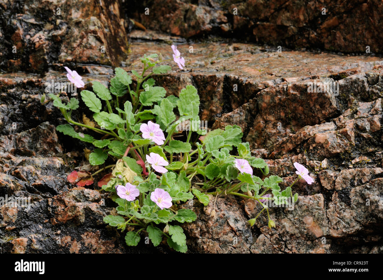 Vegetation growing on rocks, coastal cliffs of Corsica, France, Europe Stock Photo