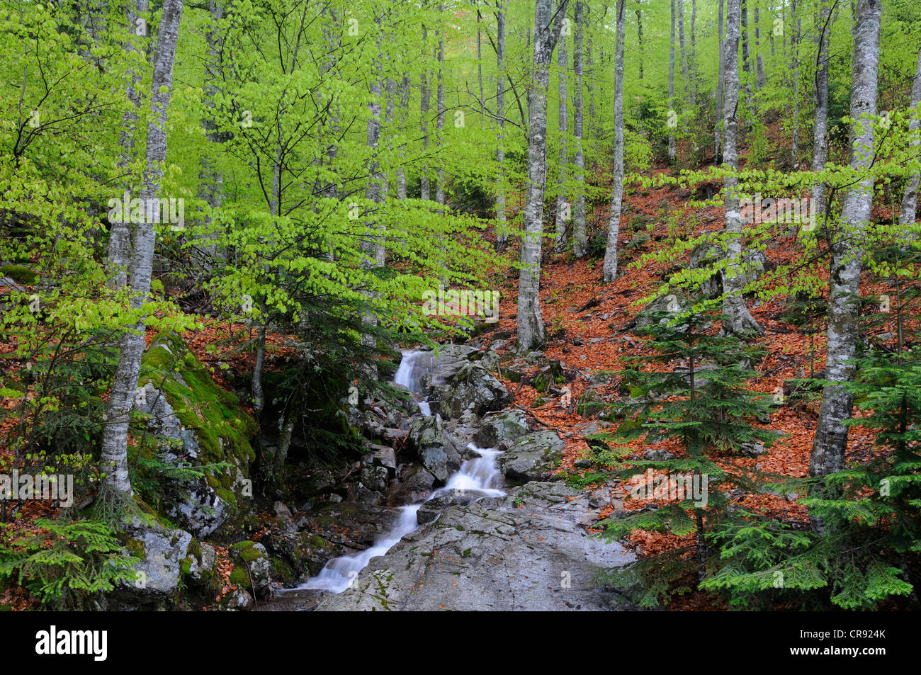 Small mountain stream in the Col de Verghio region, Col de Vergio, Corsica, France, Europe Stock Photo